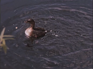 Pied-Billed Grebe