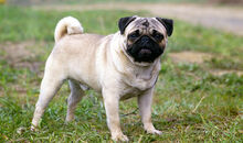Pug Dog Breed.jpg