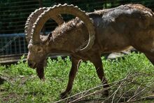 Siberian Ibex.jpg