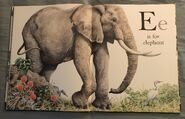 The A to Z Book of Wild Animals (5)