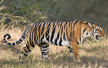 Bengal tiger 112597 234481.jpg