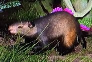 Black-Rumped Agouti