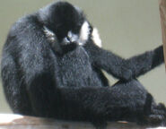 Hank the Black Crested Gibbon (Nancy Cartwright)