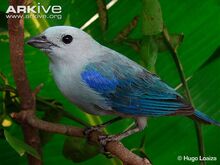 Blue-grey-tanager-perched.jpg