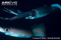 Humboldt-squid-pair.jpg