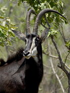 Sable-antelope-hippotragus-niger-kruger-national-park-south-africa-africa
