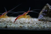 Shrimp.jpg