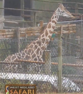 Giraffe as itself