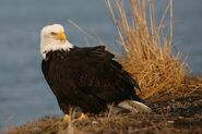 Bald Eagle as Thunderclap