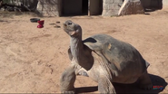 El Paso Zoo Tortoise