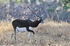 Blackbuck as Brachyceratops