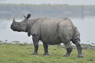 Indian Rhinoceros as Carl