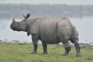 Indian Rhinoceros as Chasmosaurus