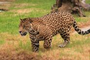 Jaguar (Panthera onca)