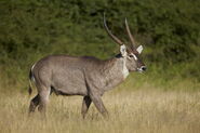 James-hager-common-waterbuck-ellipsen-waterbuck-kobus-ellipsiprymnus-ellipsiprymnus-buck