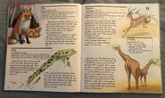 My First Book of Animals from A to Z (9)