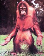 Bud the Bornean Orangutan (Cedric the Entertainment)