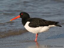 Oystercatcher.jpg