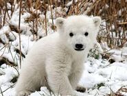 Polar Bear Cub as Cubchoo