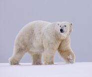 Polar Bear (Male).jpg (71 KB)