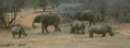 Rhinocerosess and Elephants.jpg (128 KB)