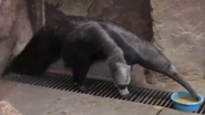 Rolling Hills Zoo Anteater