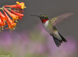Ruby throated hummingbird 3.jpg