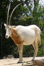 Scimitar-Horned Oryx.jpg