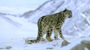 Snow Leopard as Yangchuanosaurus