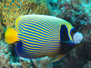 Angelfish, Emperor.jpg