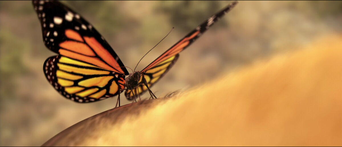 Monarch Butterfly (animal) | The Parody Wiki | Fandom