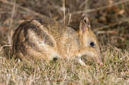 Eastern Barred Bandicoot as Aubrey