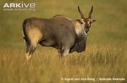 Common eland.jpg