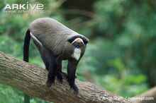 De-Brazzas-monkey.jpg