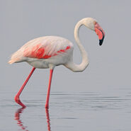 Greater flamingo by jamie macarthur-d4pqs2n