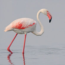 Greater flamingo by jamie macarthur-d4pqs2n.jpg