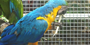 Indianapolis Zoo Blue and Yellow Macaw