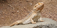 Indianapolis Zoo Central Bearded Dragon