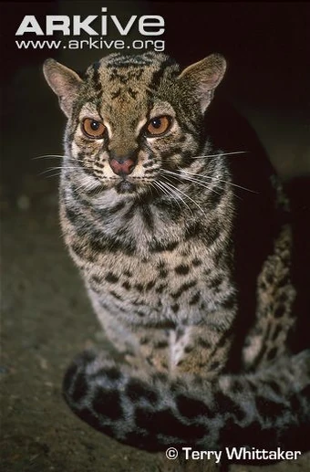Marbled Cat The Parody Wiki Fandom