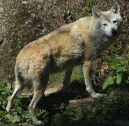 Tibetan wolf (Canis lupus flichneri)