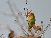 1024px-Agapornis lilianae (Zambia).jpg