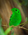 Lesser Green Broadbill as Borealopelta