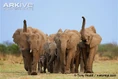 African-elephant-herd-alert.jpg (56 KB)