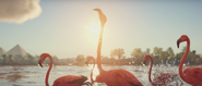 Assassins-Creed-Flamingo