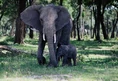 Baby Elephant.jpg (155 KB)