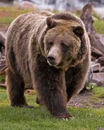 Bear, Brown