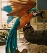 Dolittle Macaw