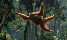 Female Sumatran Orangutan.jpg