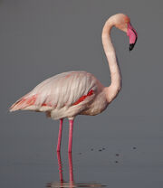 Flamant rose Salines de Thyna