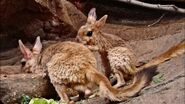 Male and Female East African Springhares